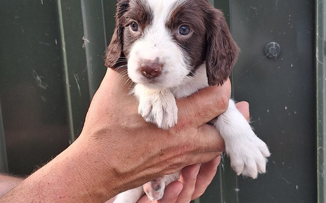 ESS pups for sale 3 dogs and 2 bitches