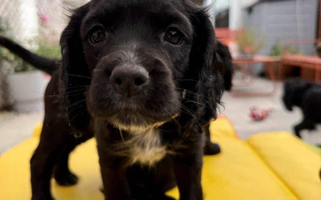 Bettastorm Working Cocker Bitch available now