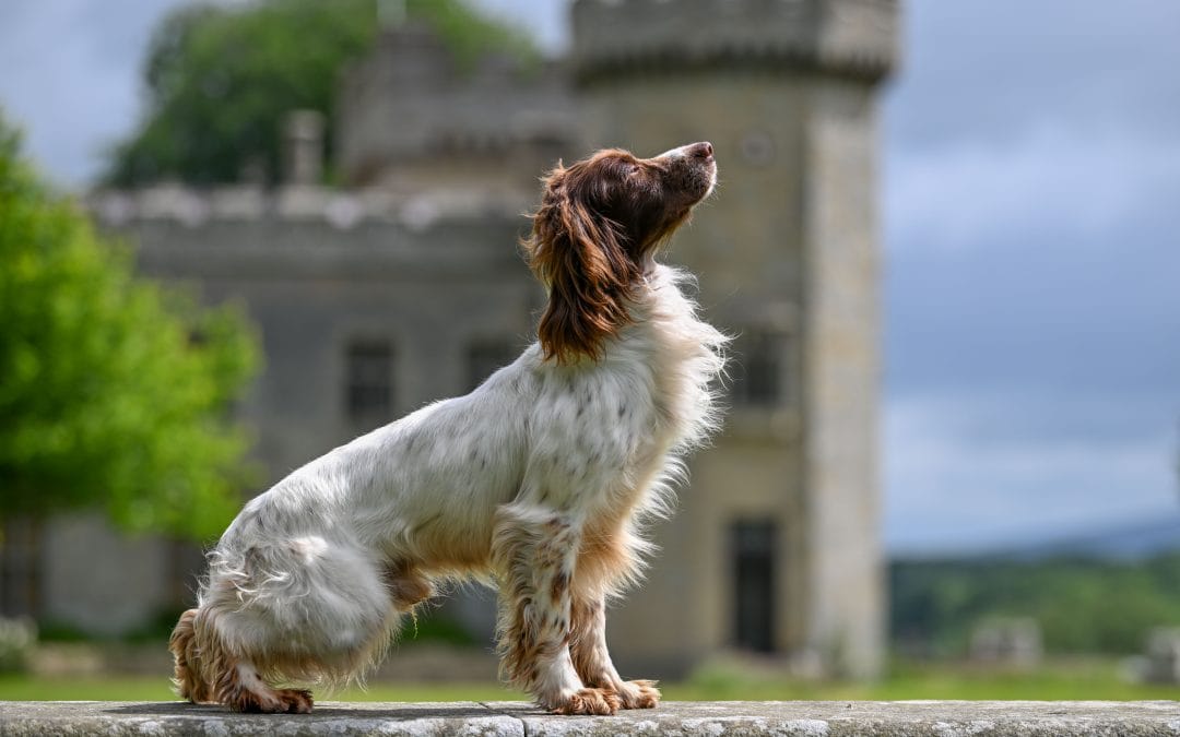 FTCH Heathcroft Declan of Breckmarsh (Freddie)