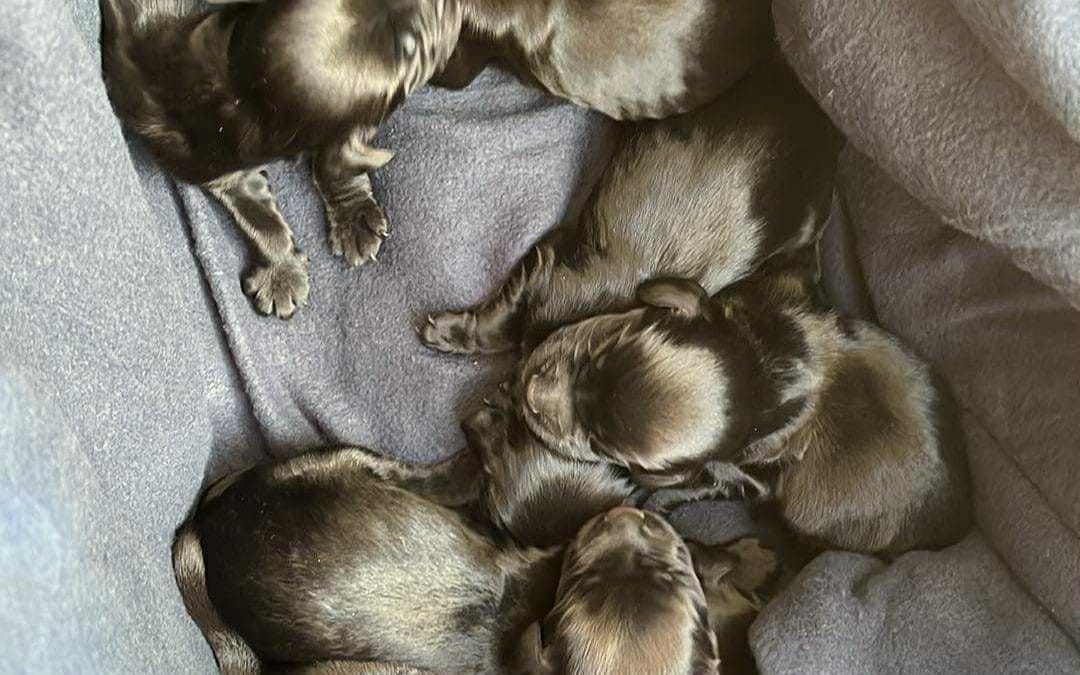 FTCH MALLOWDALE QUAD x HEATHCROFT KITTY cocker pups