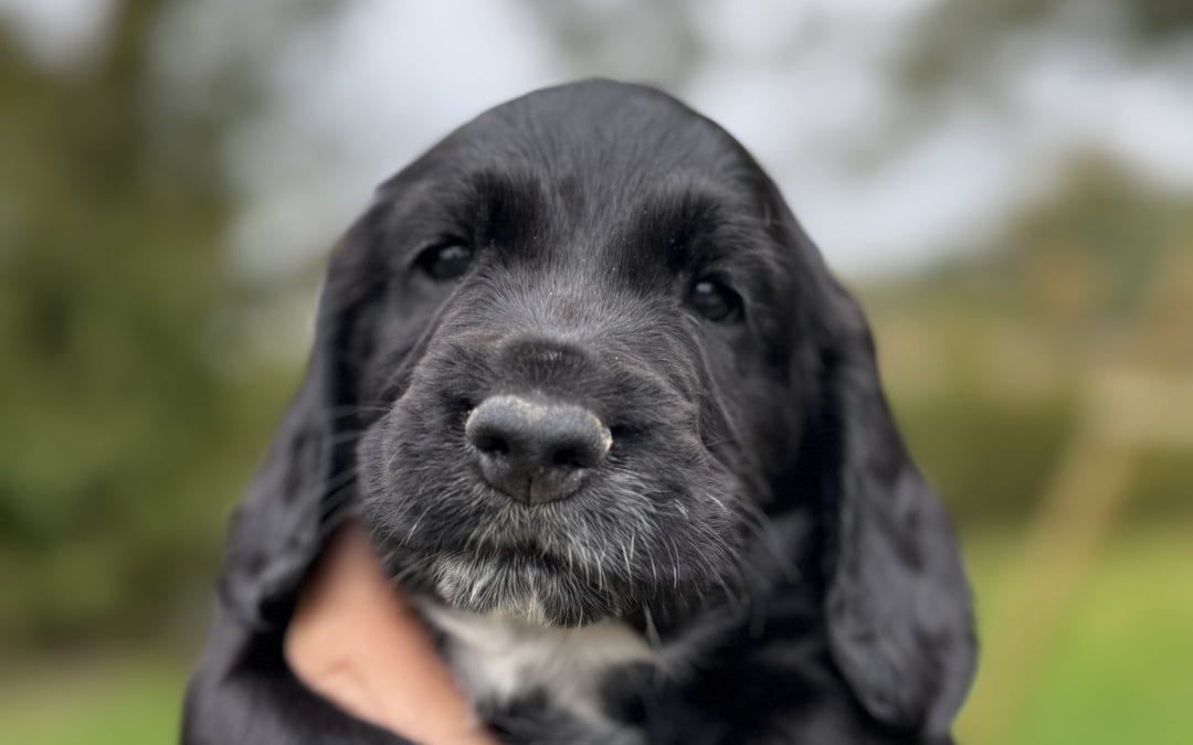 FTCH Popsheath Art of CanalGame to Endashaw Dream