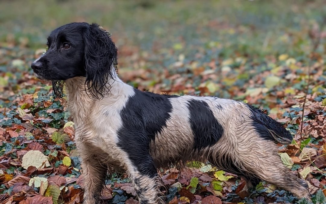 Heavily marked dogs from working ESS