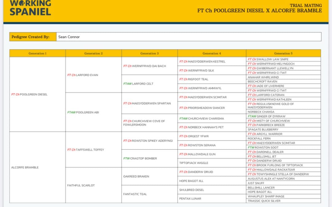 🐾 Exceptional Working Cocker Spaniel Puppies – FTCH X Gamekeeper Bred, Stunning Black Dog puppy available