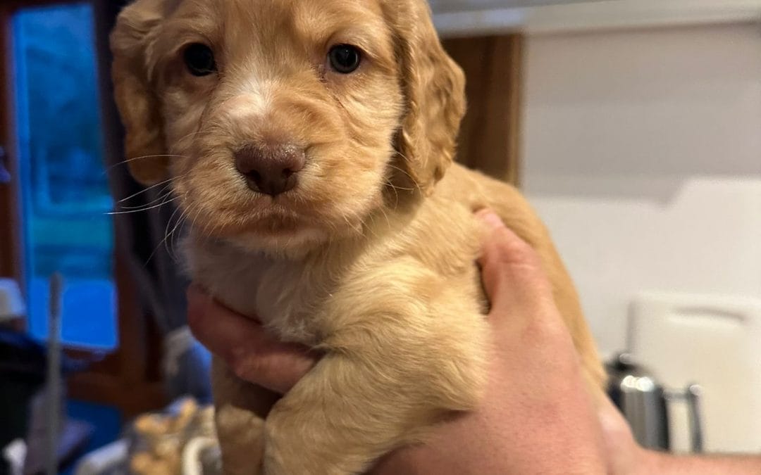 Adorable Working Cocker Spaniel Puppies Looking for Their Forever Homes