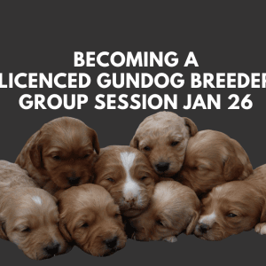 Becoming a Licensed Gundog Breeder - Jan 26