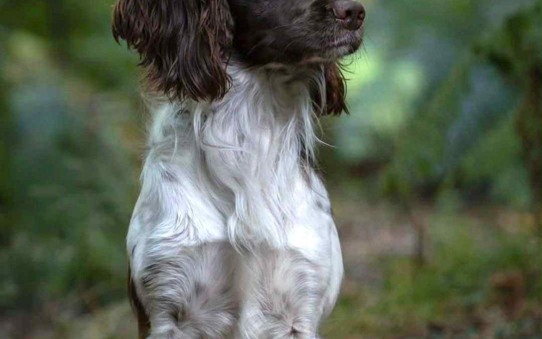 CORBINSBERE SCRUMPY JACK