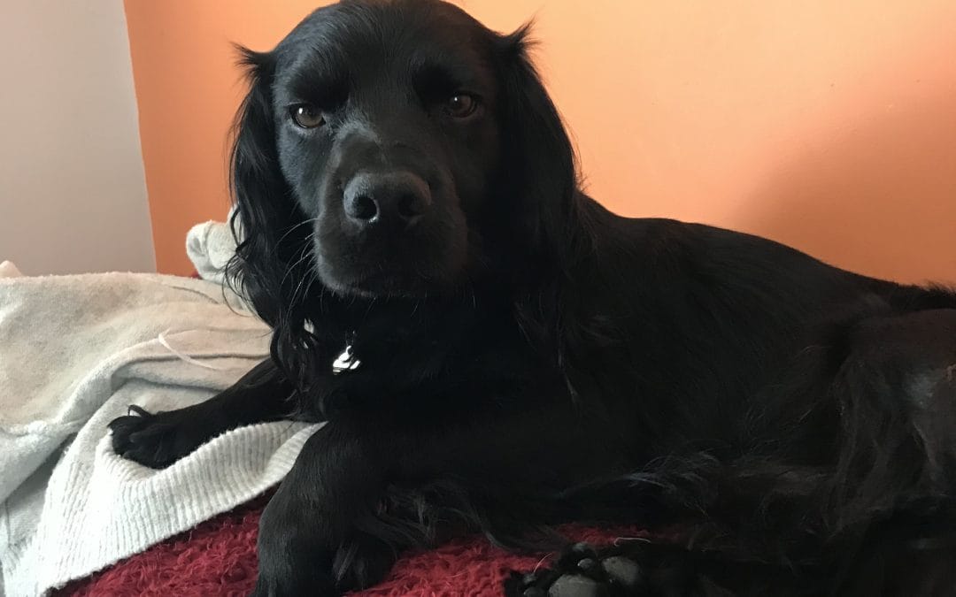 Beautiful Litter of Cocker Spaniel Puppies