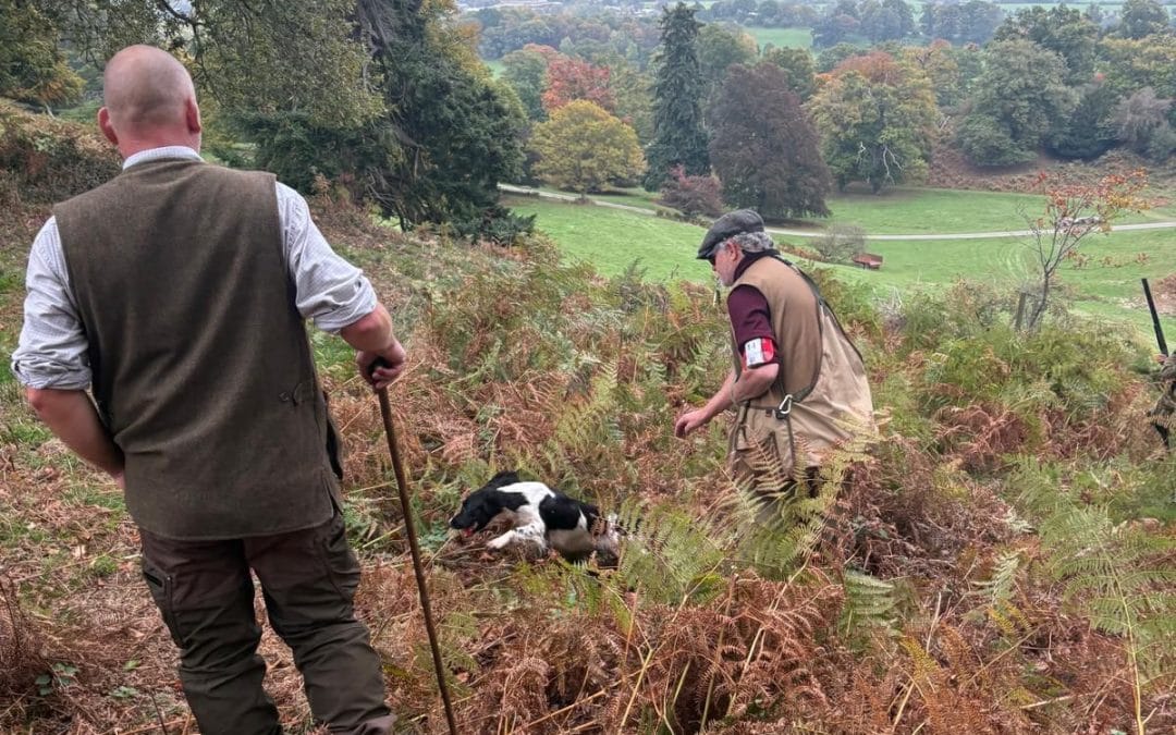 Gundog Training & Boarding
