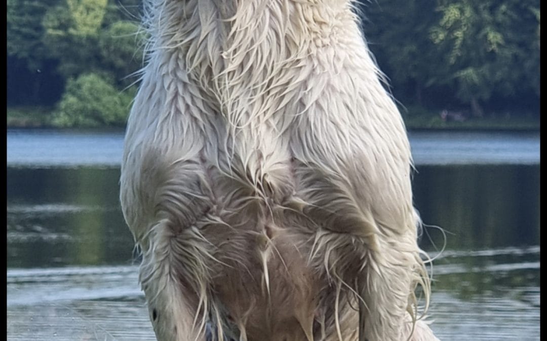 Champion Bred English Springer Spaniel Puppies