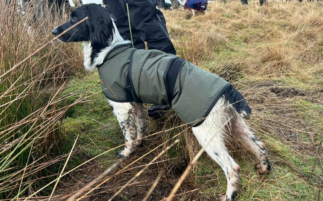 OFTW Rosebay Starling at Stud