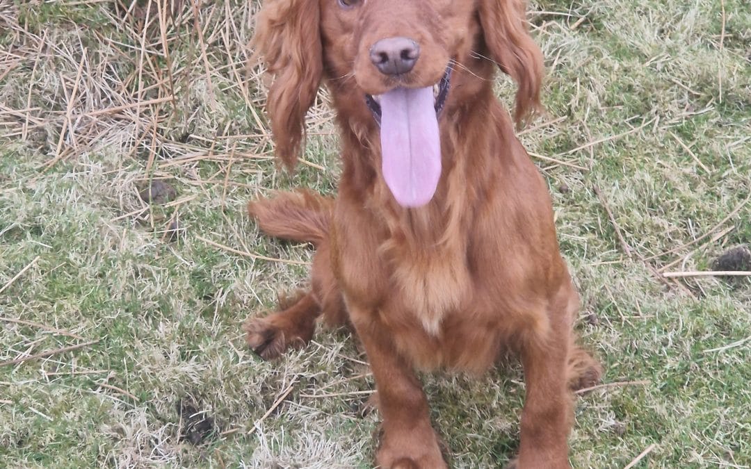 OFTW ZETLANDGUN KURT