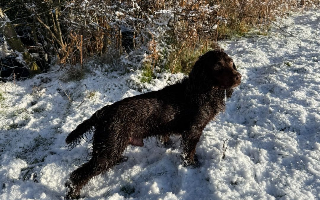 FTCH KENTWONE PASSION MULBERRY