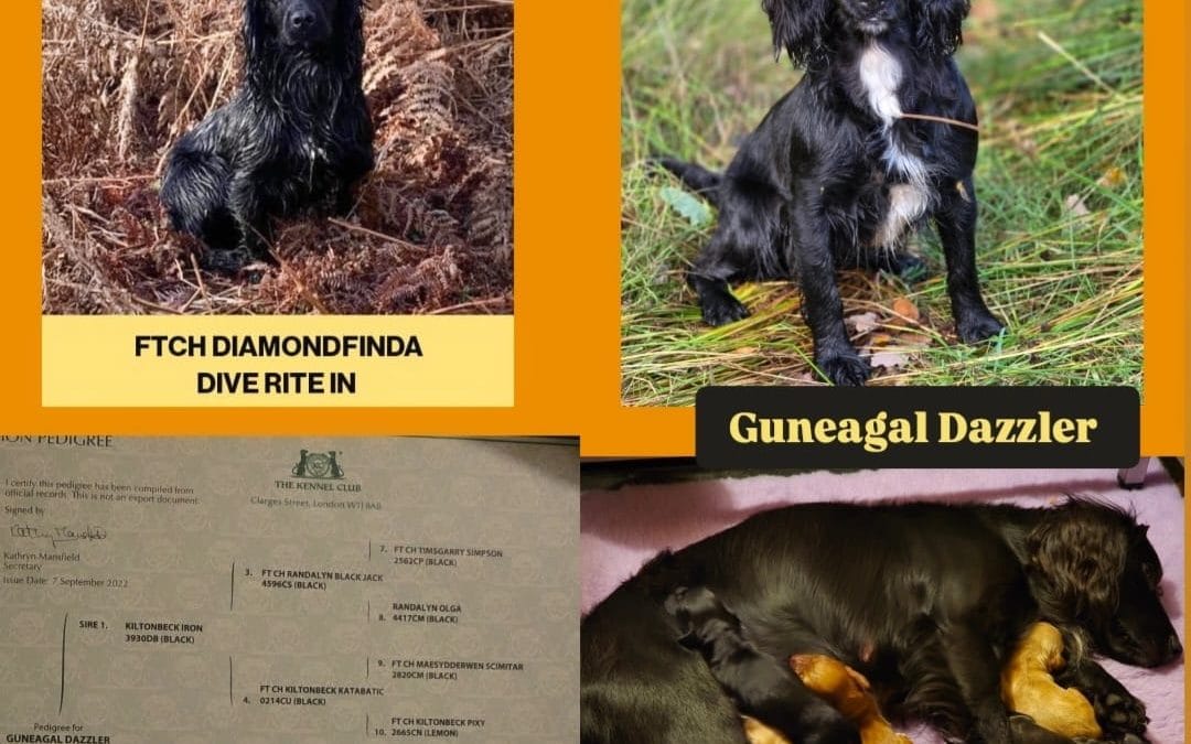 Working Cocker Spaniel Pups