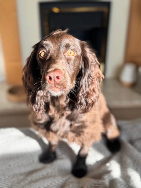 HELMSWAY EVIE