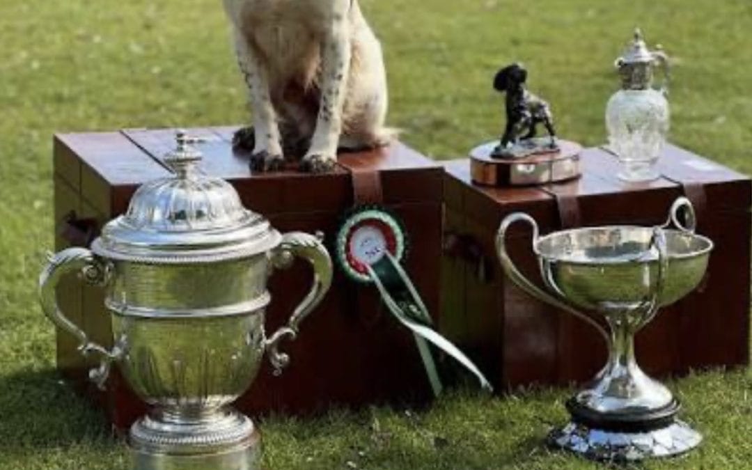 English Springer Spaniel Puppies