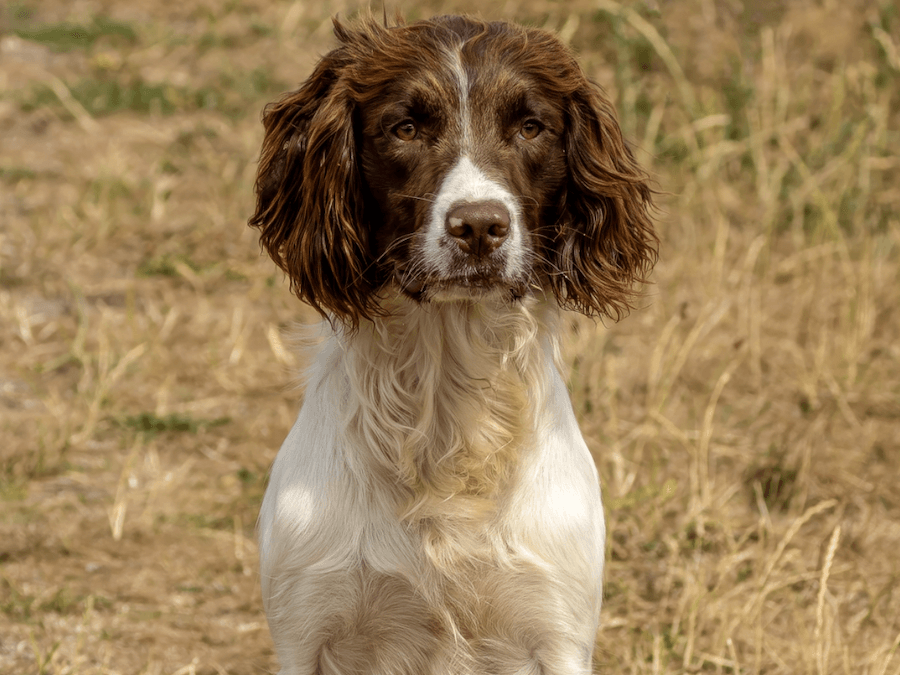 ROSEBAY HUNT OF BLACKERWOOD