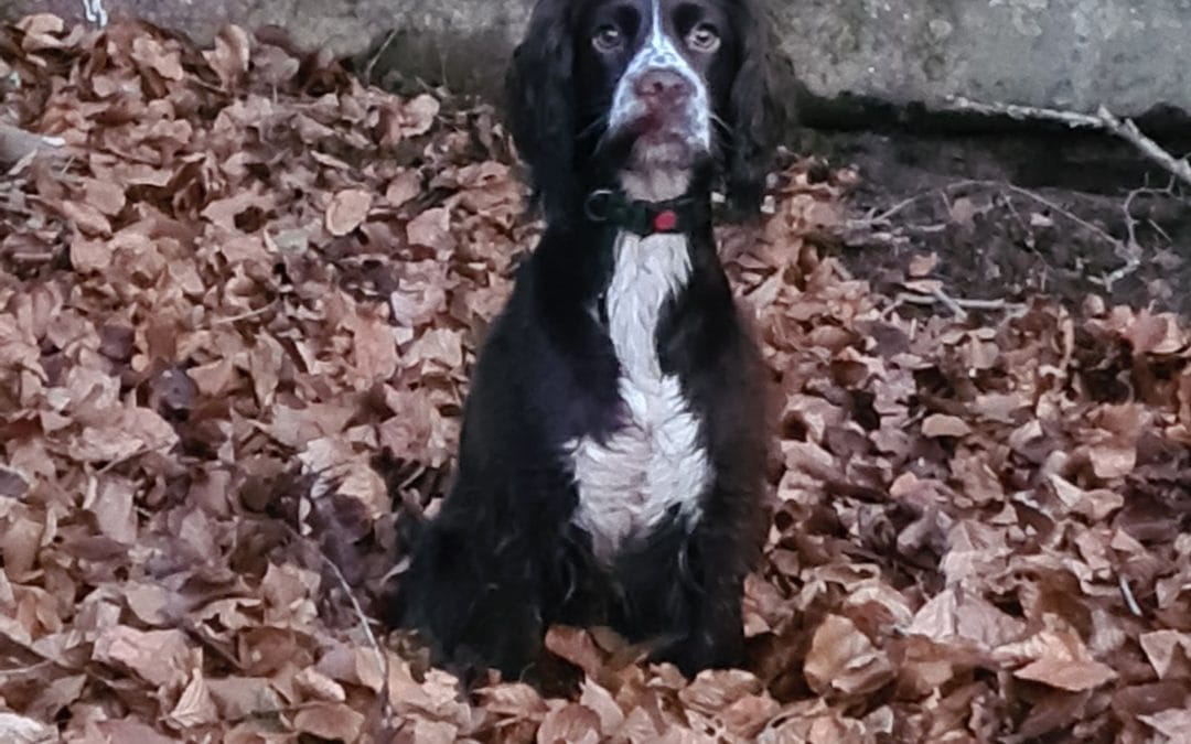SOUDLEYPARK WITCHY WONDER