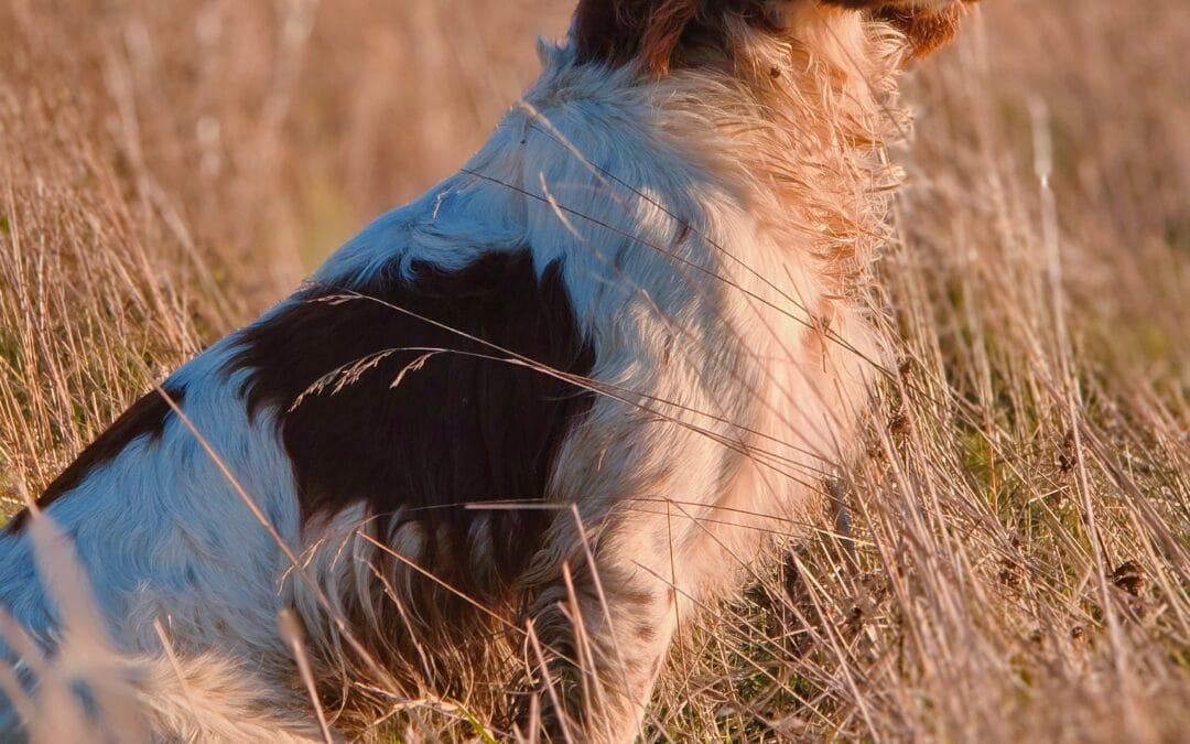 Syncerus Scandal of Mathershill