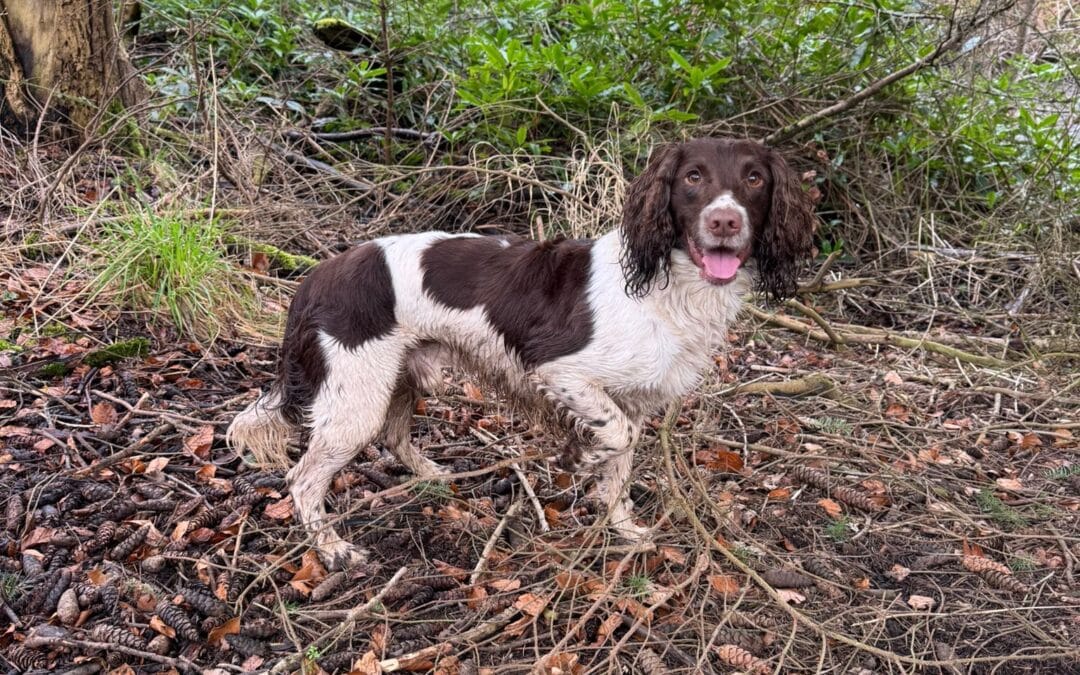 FTW/OFTAW KIRRIEMUIR RED ROCK