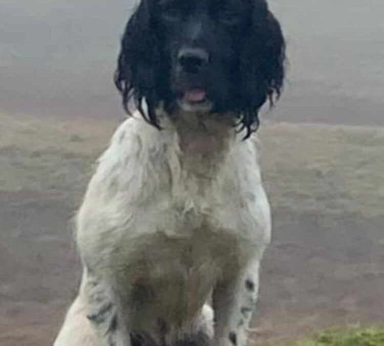 IR FT Ch Sliabh Butcher