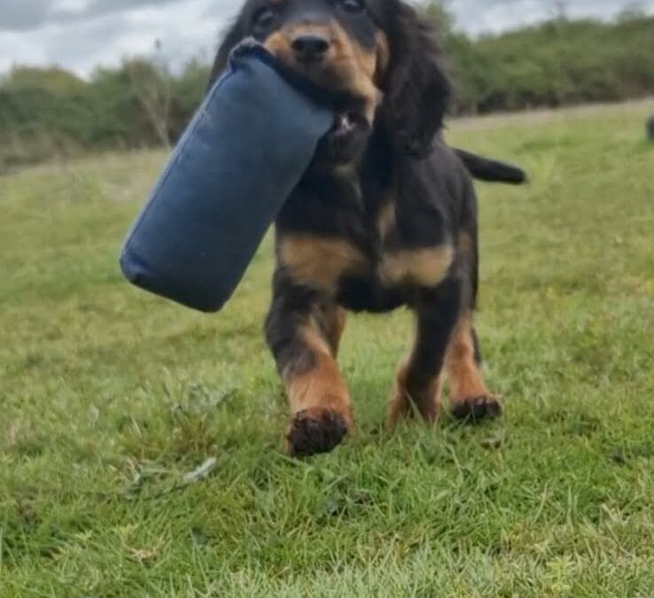 STARR SPANGLE SYRUP BABLE