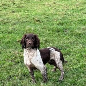 OFTW SAXONVALE STRIDER - Springer Stud