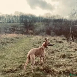 x1 Whippet Stud (Jeff)