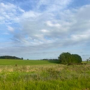 Evening/morning  - Roe deer stalking (1 Person)