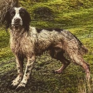 OFTAW WILLOWSAUL WILEY  - Springer Stud