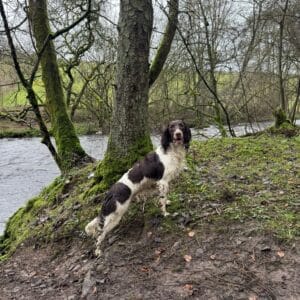 FTW/OFTAW KIRRIEMUIR RED ROCK - Springer Stud