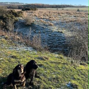 Training Day  - Live Game  - Pheasants - 1 Handler