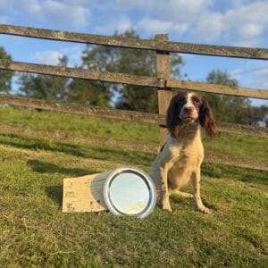 A Choice of Springer Spaniel Studs - FT Ch TRANTMOOR BUTCH Butch OR FTW FUSELEA NOEL