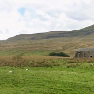 Training Day  - Live Game  - Pheasants - 1 Handler