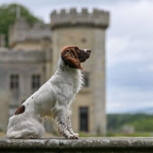 OFTW BRECKMARSH KASEY OF SILACRIS - Springer Stud