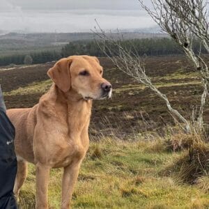 FT Ch Craigmaddie Mufasa of Bishopbrae - Labrador Stud