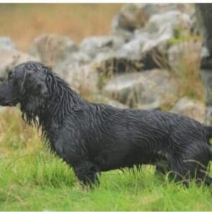 FT CH LOWALLIN LORCAN - Cocker Stud